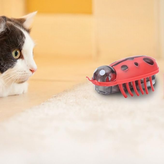 MiniInsecteToy™ - Coccinelles - Chaton Chat